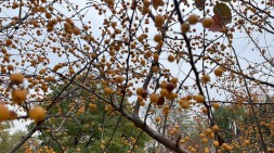 【沈陽(yáng)校區(qū)】十一月 Java24期項(xiàng)目二實(shí)戰(zhàn)進(jìn)行中